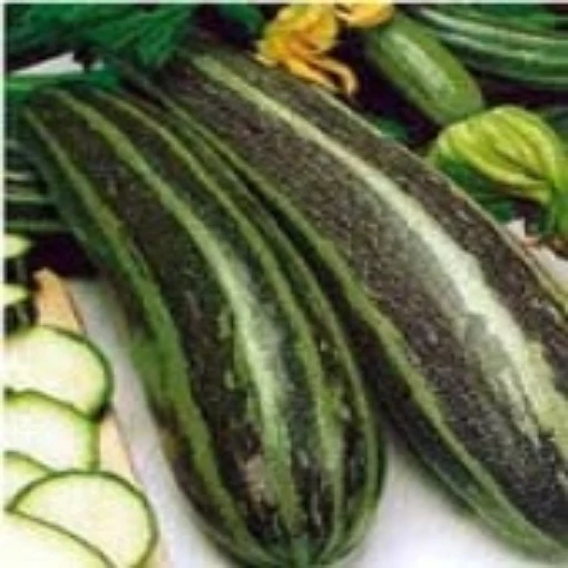 Vegetable Marrow Squash (Green) SQ87-20_Base