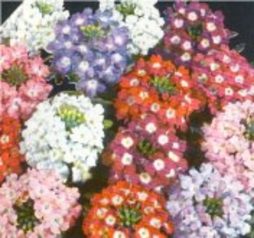 Verbena Flowers (Ideal Florist Mixed) FL26-50