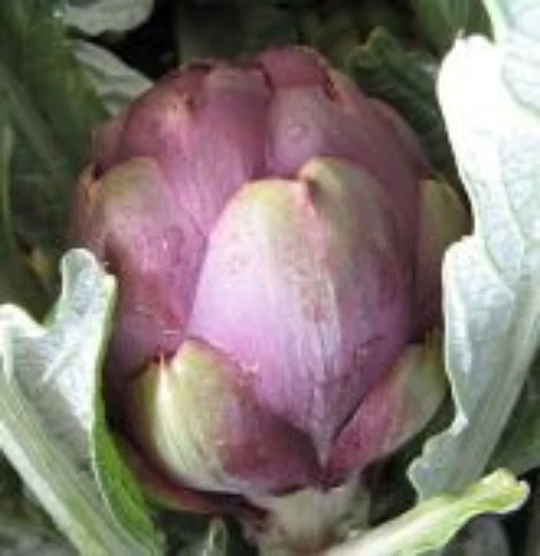 Violetto Artichokes AR3-20