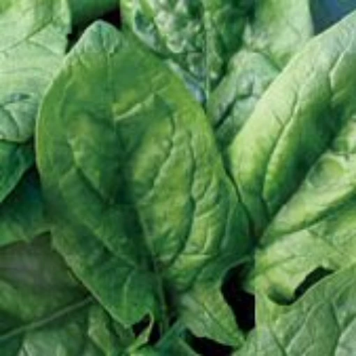 Viroflay Spinach SN7-250