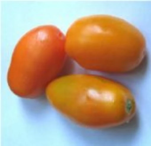 Vita Gold Tomato TM389-20