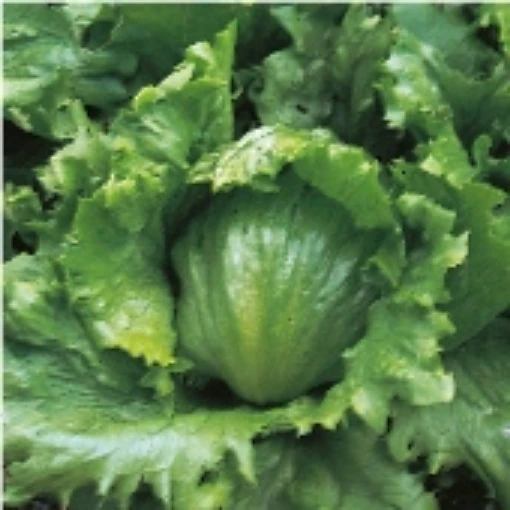 Webb's Wonderful Lettuce LC42-100