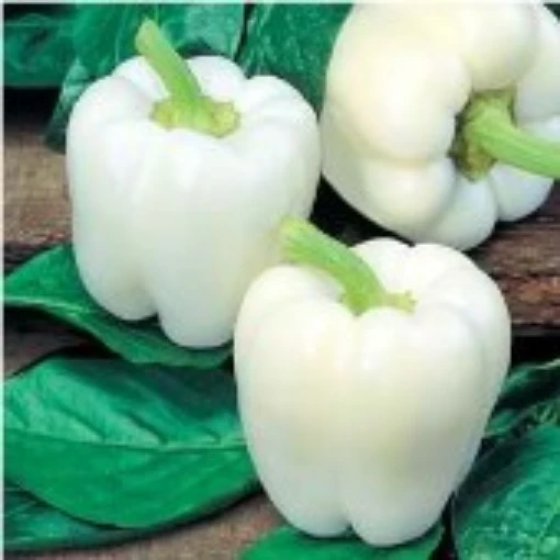 White Cloud Peppers SP153-20