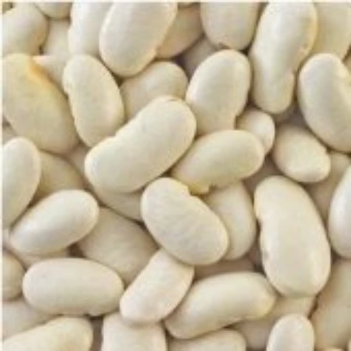 White Emergo Runner Beans BN90-50_Base