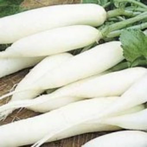 White Icicle Radishes RD23-100