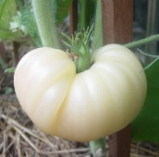 White Queen Tomato TM334-20