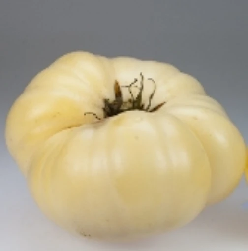 White Wonder Tomato TM141-20