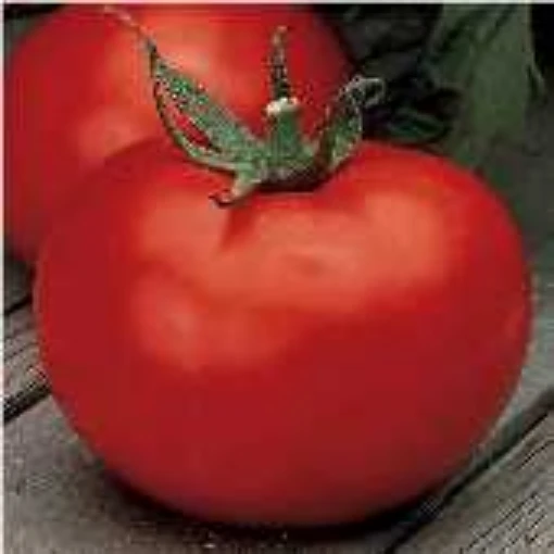 Wisconsin 55 Tomato TM207-20