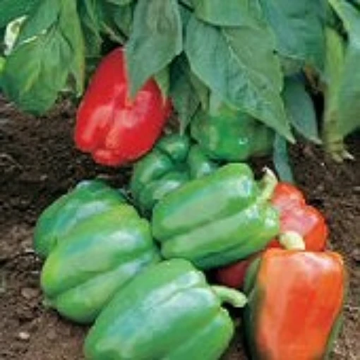 Yankee Bell Peppers SP157-20