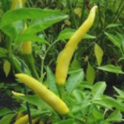 Yellow Bedder Peppers HP881-20