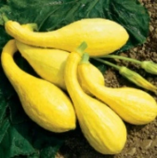 Yellow Crookneck Squash SQ23-20