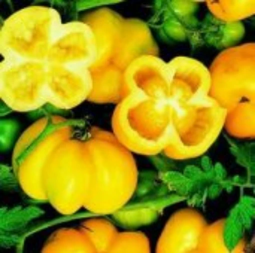 Yellow Stuffer Tomato TM170-20