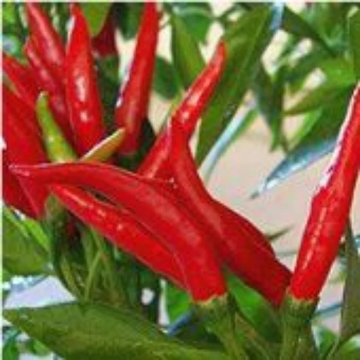 Thai Dragon Peppers HP244-10