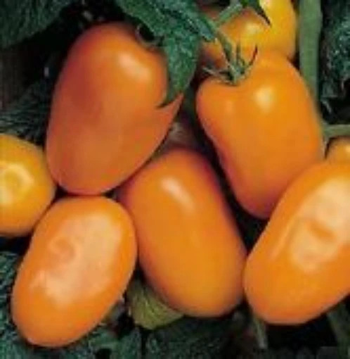 Italian Gold Tomato TM69-10