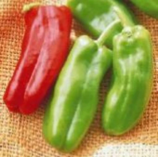 Giant Marconi Peppers SP96-20