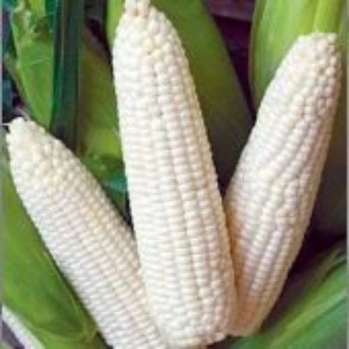 Trucker's Favorite Corn (White) CN44-50