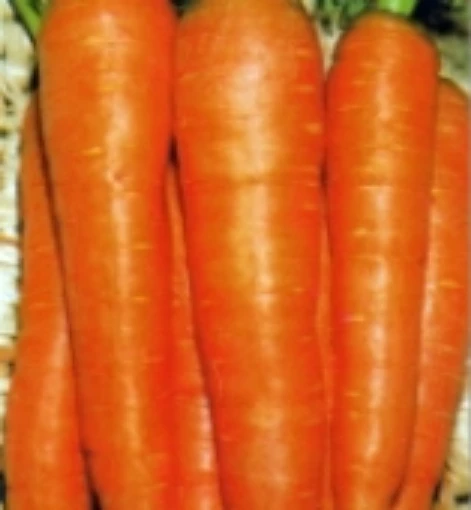 Flakkee Carrots CT48-100
