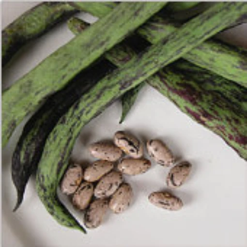 Rattlesnake Pole Beans BN107-50