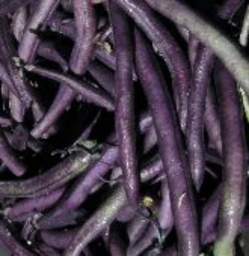 Louisiana Purple Pod Pole Beans BN108-50