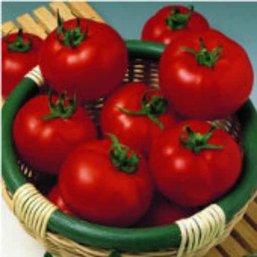 Margo Tomato TM520-10