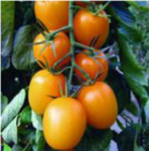 Golden Rave Tomato TM525-5