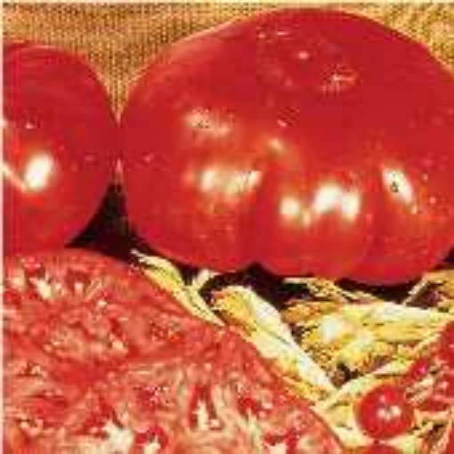 Dinner Plate Tomato TM531-20
