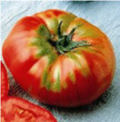 German Head Tomato TM532-10