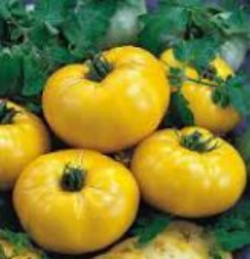 Limmony Tomato TM534-20