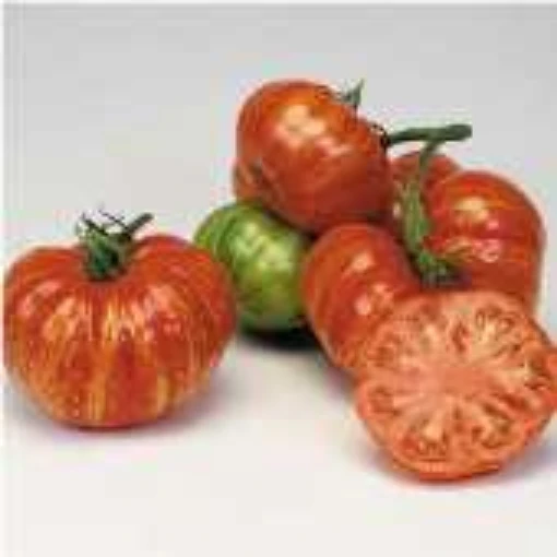 Vintage Wine Tomato TM536-20