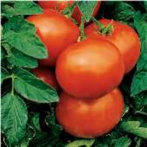 Gulf State Market Tomato TM539-10