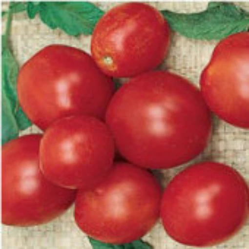 Alaskan Fancy Tomato TM544-10