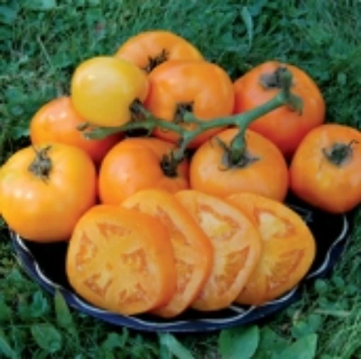 Moonglow Tomato TM547-20