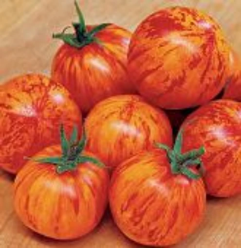 Red Zebra Tomato TM548-20