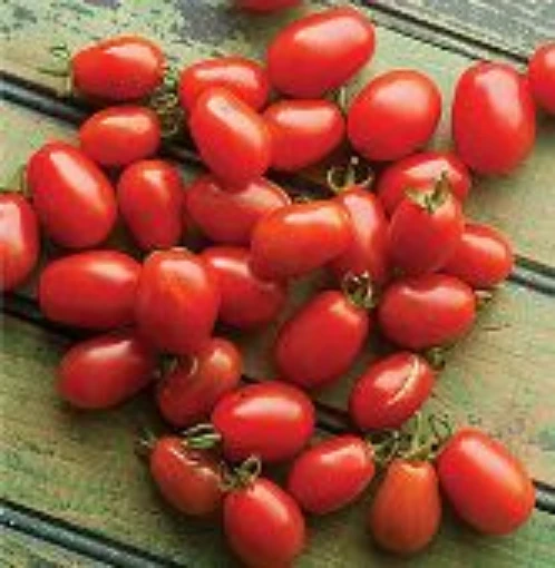 Cherry Roma Tomato TM549-20