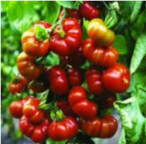 Red Star Tomato TM555-20