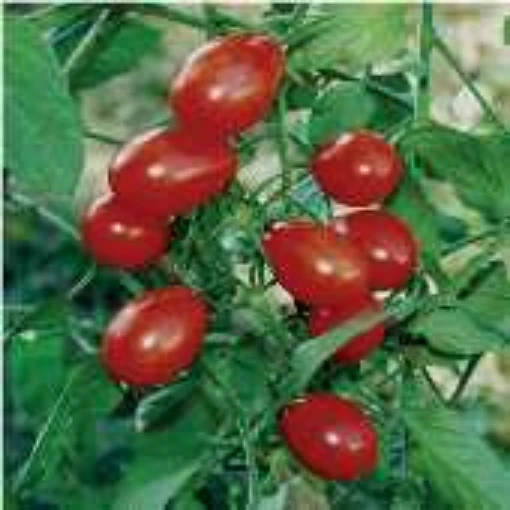 Tami G Tomato TM562-10