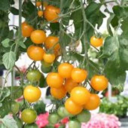 Tumbling Tom Yellow Tomato TM565-10