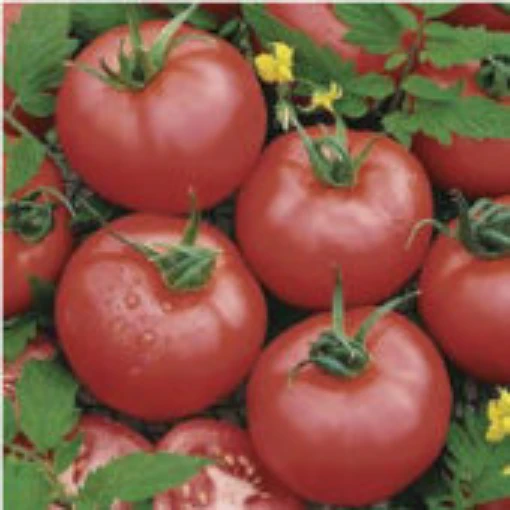 Brandymaster Pink Tomato TM569-20