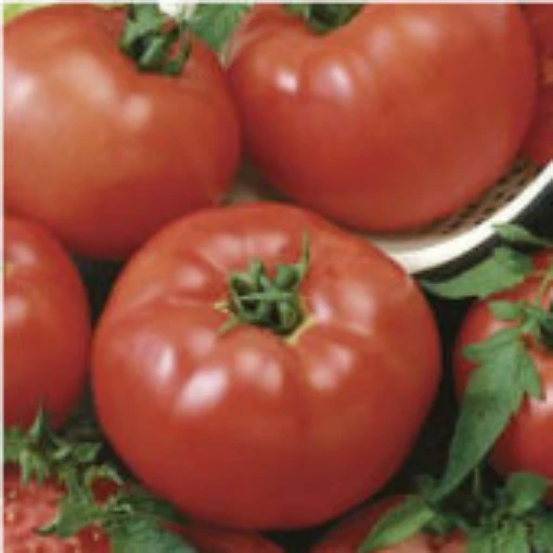 Brandymaster Red Tomato TM570-20