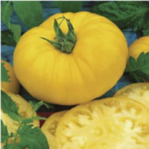 Brandymaster Tomato (Yellow) TM571-20