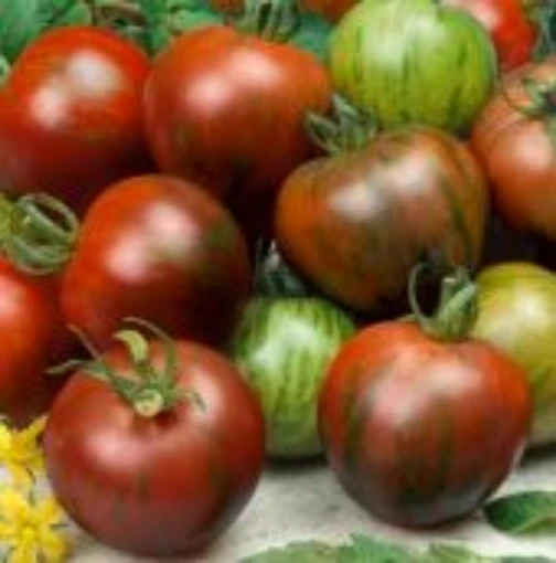 Zebra Cherry Tomato TM574-10