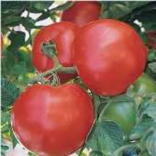 Fantom Tomato TM585-20