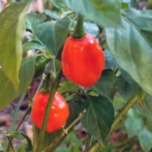 Quintisho Peppers HP2045-20