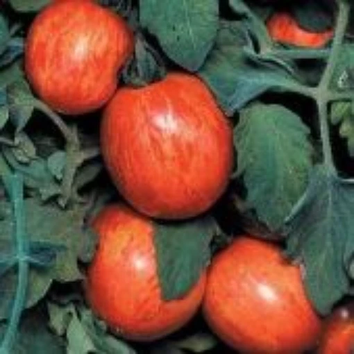 Elberta Peach Tomato TM412-10