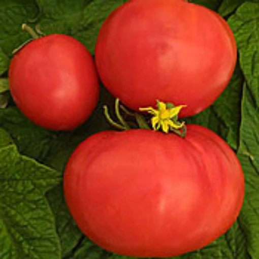 Three Sisters Tomato TM459-20