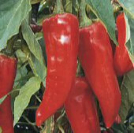 Boldog Hungarian Spice Peppers HP33-10