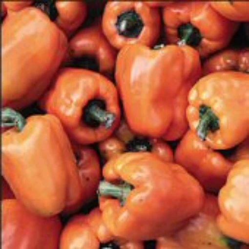 Orange Bell Peppers SP193-20_Base