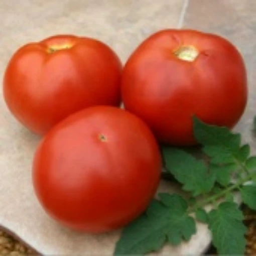 BHN 602 Tomato TM592-10