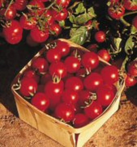 Small Fry Tomato TM503-10