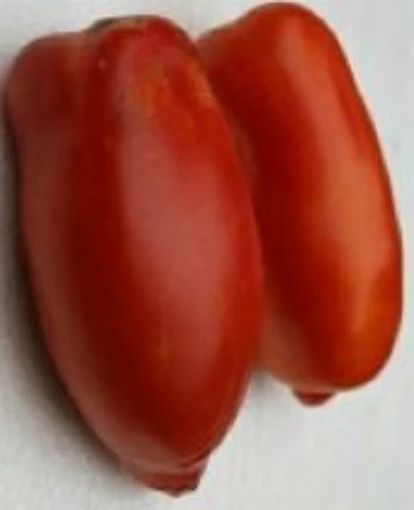 San Marzano Redorta Tomato TM321-10